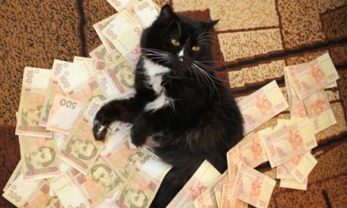 black cat lying on the carpet with Ukrainian money